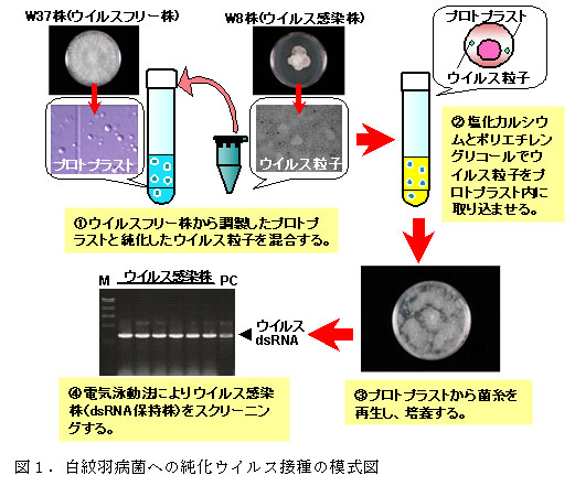 図1.白紋羽病菌への純化ウイルス接種の模式図