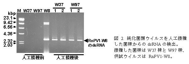 図2. 純化菌類ウイルスを人工接種した菌株からのdsRNAの検出。