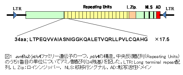 図1 avrBs3/pthAファミリー遺伝子の一つ,pthAの構造。