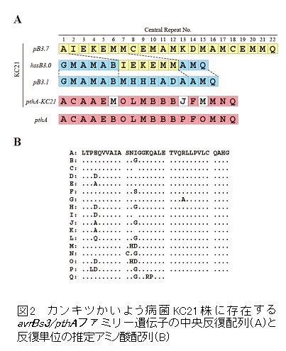 図2 カンキツかいよう病菌KC21 株に存在するavrBs3/pthAファミリー遺伝子の中央反復配列(A)と反復単位の推定アミノ酸配列(B)