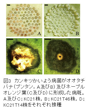 図3 カンキツかいよう病菌がオオタチバナ(ブンタン,A及びB)及びネーブルオレンジ葉(C及びD)に形成した病斑。