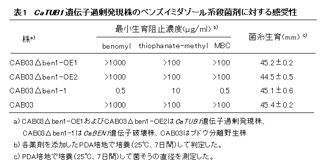 図3 CaTUB1遺伝子過剰発現株のノーザン解析