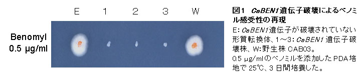 図1 CaBEN1遺伝子破壊によるベノミル感受性の再現