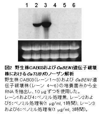 図2 野生株CAB03およびCaBEN1遺伝子破壊株におけるCaTUB1のノーザン解析