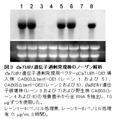 図3 CaTUB1遺伝子過剰発現株のノーザン解析