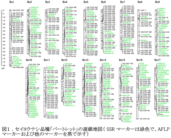 図1 セイヨウナシ品種「バートレット」の連鎖地図(SSRマーカーは緑色で、AFLPマーカーおよび他のマーカーを黒で示す)