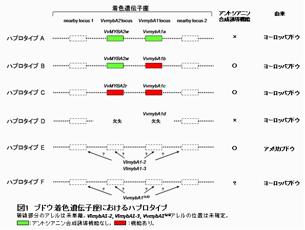 図1 ブドウ着色遺伝子座におけるハプロタイプ