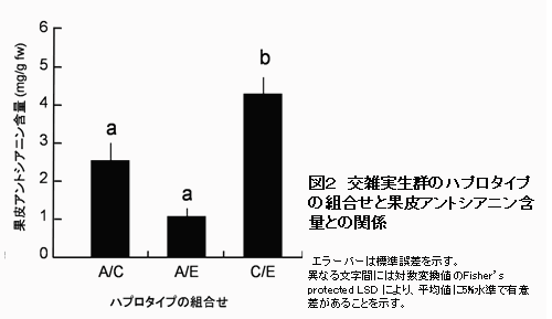 図2 交雑実生群のハプロタイプの組合せと果皮アントシアニン含量との関係