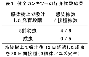 表1 健全カンキツへの媒介試験結果