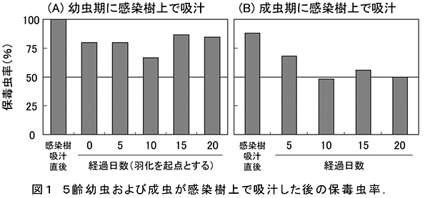 図1 5齢幼虫および成虫が感染樹上で吸汁した後の保毒虫率.