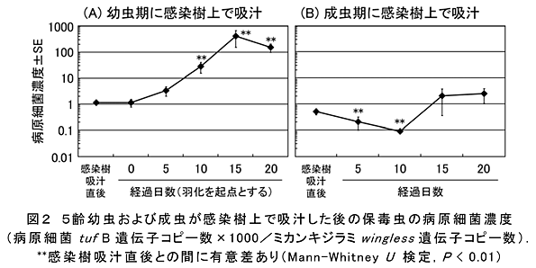 図2 5齢幼虫および成虫が感染樹上で吸汁した後の保毒虫の病原細菌濃度