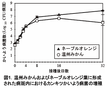 図1 温州みかんおよびネーブルオレンジ葉に形成された病斑内におけるカンキツかいよう病菌の増殖