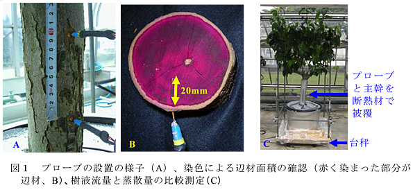 図1 プローブの設置の様子(A)、染色による辺材面積の確認(赤く染まった部分が辺材、B)、樹液流量と蒸散量の比較測定(C)