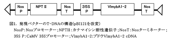 図1 発現ベクターのT-DNAの構造(pBI121を改変)