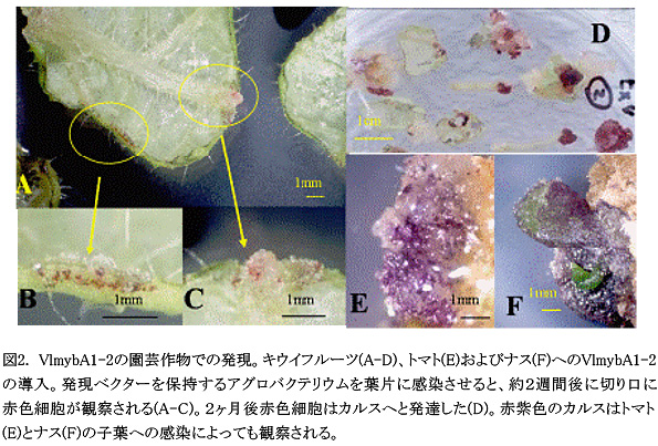 図2 VlmybA1-2の園芸作物での発現。キウイフルーツ(A-D)、トマト(E)およびナス(F)へのVlmybA1-2の導入。発現ベクターを保持するアグロバクテリウムを葉片に感染させると、約2週間後に切り口に赤色細胞が観察される(A-C)。2ヶ月後赤色細胞はカルスへと発達した(D)。赤紫色のカルスはトマト(E)とナス(F)の子葉への感染によっても観察される。