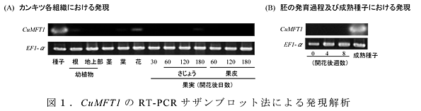 図1 CuMFT1のRT-PCRサザンブロット法による発現解析