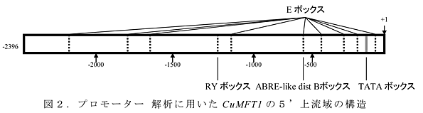 図2 プロモーター 解析に用いたCuMFT1の5’上流域の構造