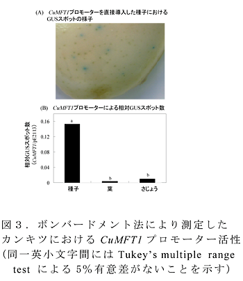 図3 ボンバードメント法により測定したカンキツにおけるCuMFT1プロモーター活性(同一英小文字間にはTukey’s multiple rangetest による5%有意差がないことを示す)