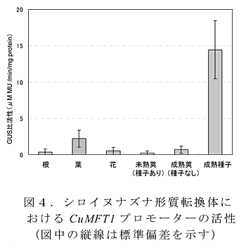 図4 シロイヌナズナ形質転換体におけるCuMFT1プロモーターの活性(図中の縦線は標準偏差を示す)