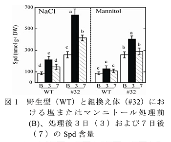 図1 野生型(WT)と組換え体(#32)における塩またはマンニトール処理前(B)、処理後3日(3)および7日後(7)のSpd含量