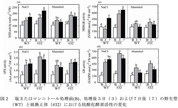 図2 塩またはマンニトール処理前(B)、処理後3日(3)および7日後(7)の野生型(WT)と組換え体(#32)における抗酸化酵素活性の変化