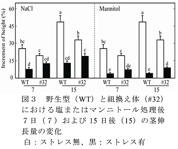 図3 野生型(WT)と組換え体(#32)における塩またはマンニトール処理後7日(7)および15日後(15)の茎伸長量の変化白:ストレス無、黒:ストレス