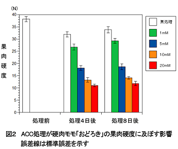 図2 ACC処理が硬肉モモ「おどろき」の果肉硬度に及ぼす影響誤差線は標準誤差を示す