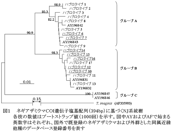 図1 ネギアザミウマCOI遺伝子塩基配列(394bp)に基づくNJ系統樹各枝の数値はブートストラップ値(1000回)を示す。図中AYおよびAFで始まる英数字はそれぞれ、国外で既登録のネギアザミウマおよび外群とした同属近縁他種のデータベース登録番号を表す