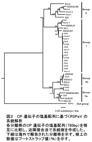 図2 CP 遺伝子の塩基配列に基づくRSPaV の系統解析 各分離株のCP 遺伝子の塩基配列(780bp)を相互に比較し、近隣接合法で系統樹を作成した。下線は海外で報告された分離株を示す。樹上の数値はブートストラップ値(%)を示す。