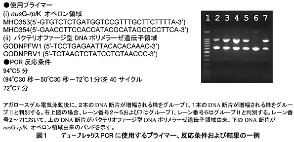 図1 マルチプレックスPCRに使用するプライマー、反応条件および結果の一例