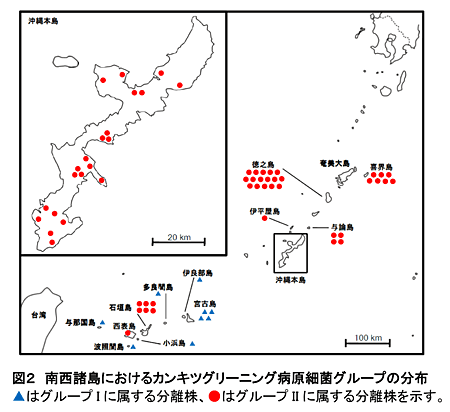 図2 南西諸島におけるカンキツグリーニング病原細菌グループの分布