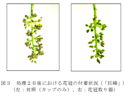 処理2日後における花冠の付着状況