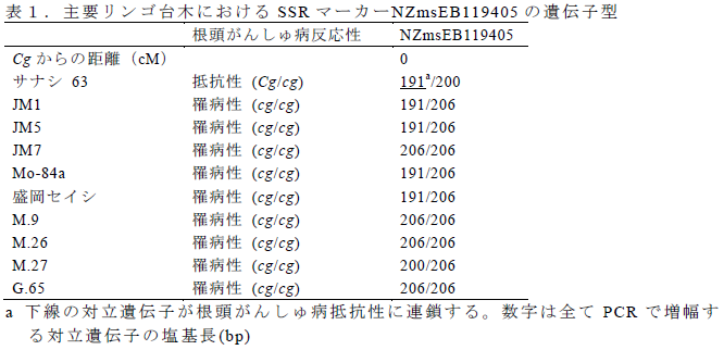 主要リンゴ台木におけるSSR マーカーNZmsEB119405 の遺伝子型