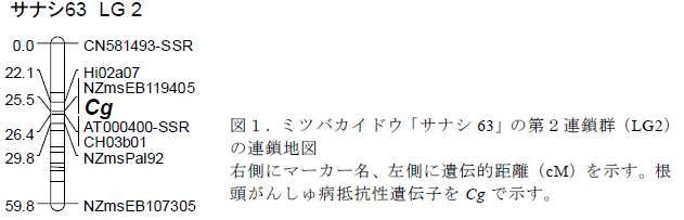 ミツバカイドウ「サナシ63」の第2連鎖群(LG2) の連鎖地図