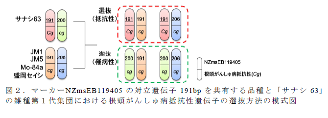 マーカーNZmsEB119405 の対立遺伝子191bp を共有する品種と「サナシ63」 の雑種第1 代集団における根頭がんしゅ病抵抗性遺伝子の選抜方法の模式図