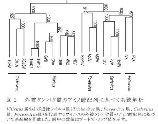 外被タンパク質のアミノ酸配列に基づく系統解析