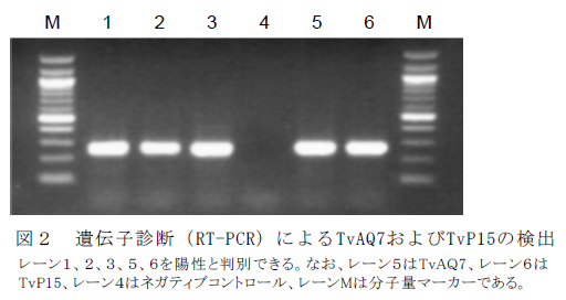 遺伝子診断(RT-PCR)によるTvAQ7およびTvP15の検出