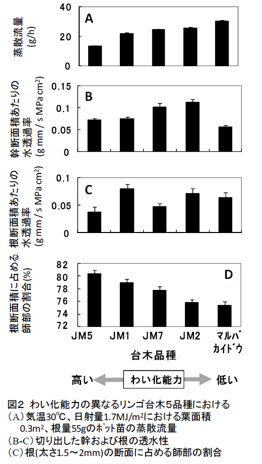 わい化能力の異なるリンゴ台木5品種における (A)気温30°C、日射量1.7MJ/m2における葉面積 0.3m2、根量55gのポット苗の蒸散流量 (B-C)切り出した幹および根の透水性 (C)根(太さ1.5～2mm)の断面に占める師部の割合