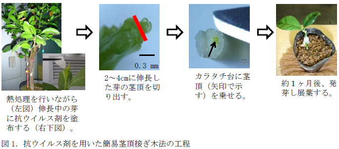 抗ウイルス剤を用いた簡易茎頂接ぎ木法の工程