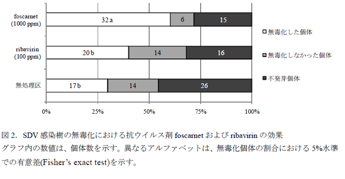 SDV 感染樹の無毒化における抗ウイルス剤foscarnet およびribavirin の効果