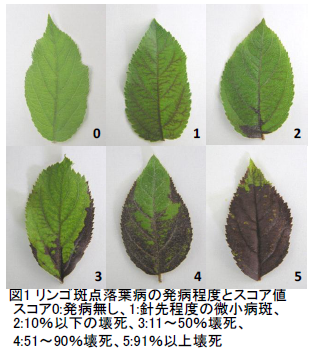 リンゴ斑点落葉病の発病程度とスコア値