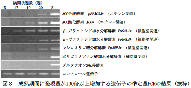 成熟期間に発現量が100倍以上増加する遺伝子の準定量PCRの結果