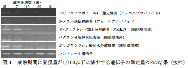 成熟期間に発現量が1/100以下に減少する遺伝子の準定量PCRの結果