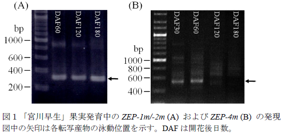 「宮川早生」果実発育中のZEP-1m/-2m (A) およびZEP-4m (B) の発現