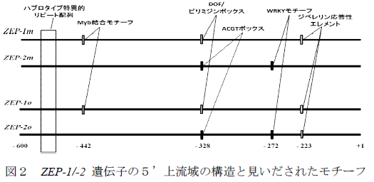 ZEP-1/-2 遺伝子の5’上流域の構造と見いだされたモチーフ