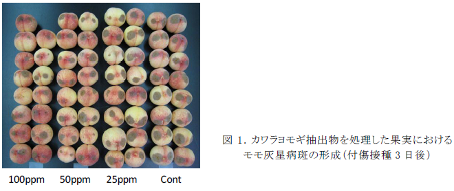 カワラヨモギ抽出物を処理した果実における モモ灰星病斑の形成
