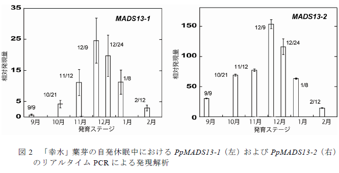 「幸水」葉芽の自発休眠中におけるPpMADS13-1(左)およびPpMADS13-2(右) のリアルタイムPCR による発現解析