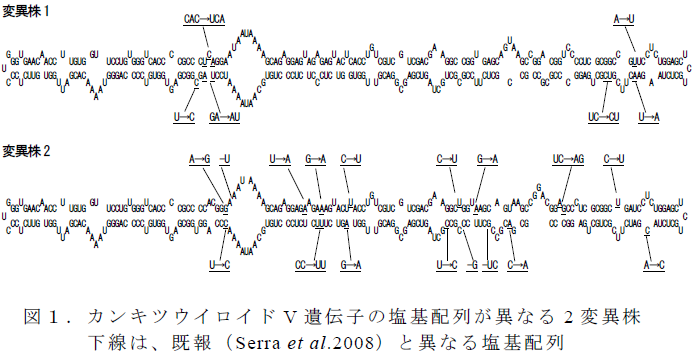 カンキツウイロイドV 遺伝子の塩基配列が異なる2 変異株