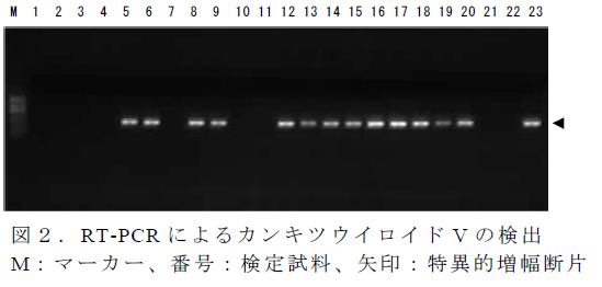 RT-PCR によるカンキツウイロイドV の検出