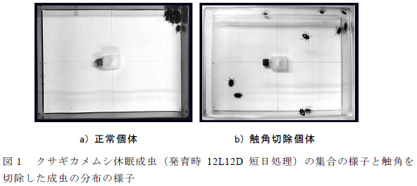 クサギカメムシ休眠成虫(発育時12L12D 短日処理)の集合の様子と触角を 切除した成虫の分布の様子